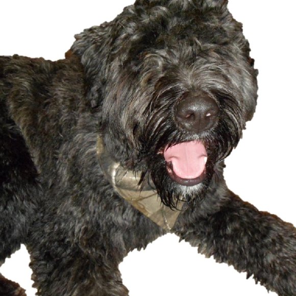 Meet your Posher, Camo - Picture 2 of 4